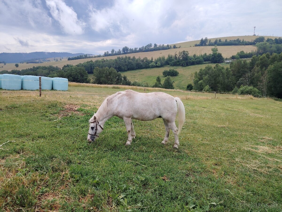 Predám kobylu, kobylku pony