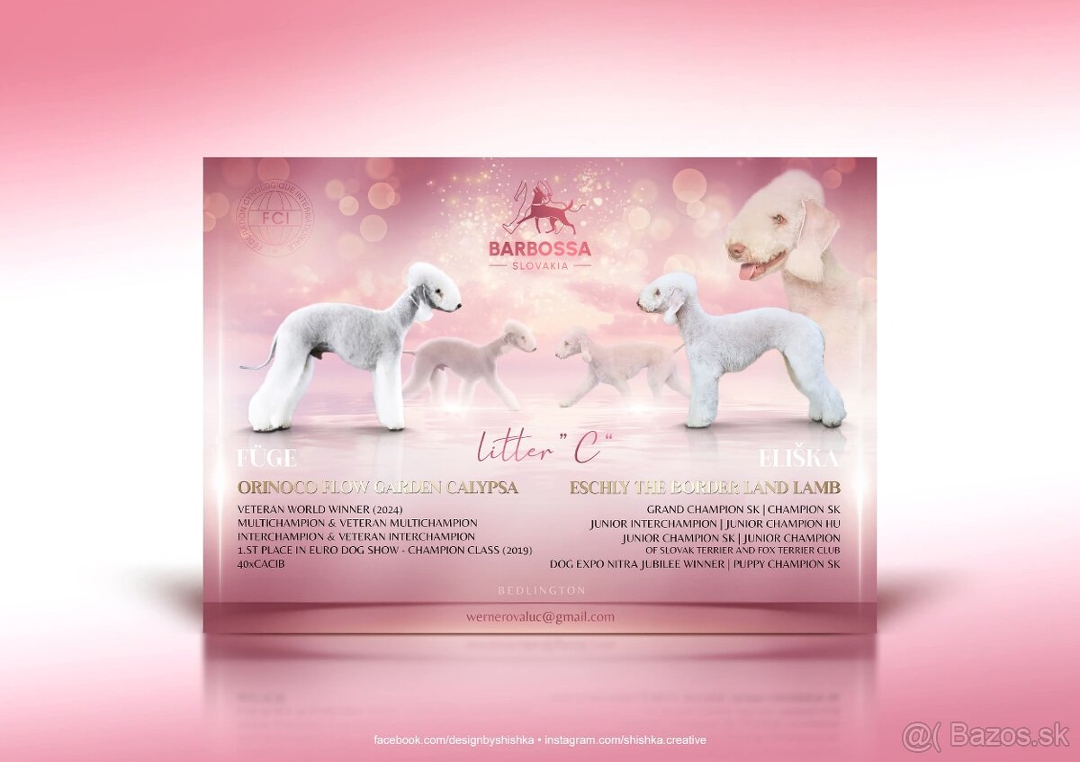 Bedlington terier s PP