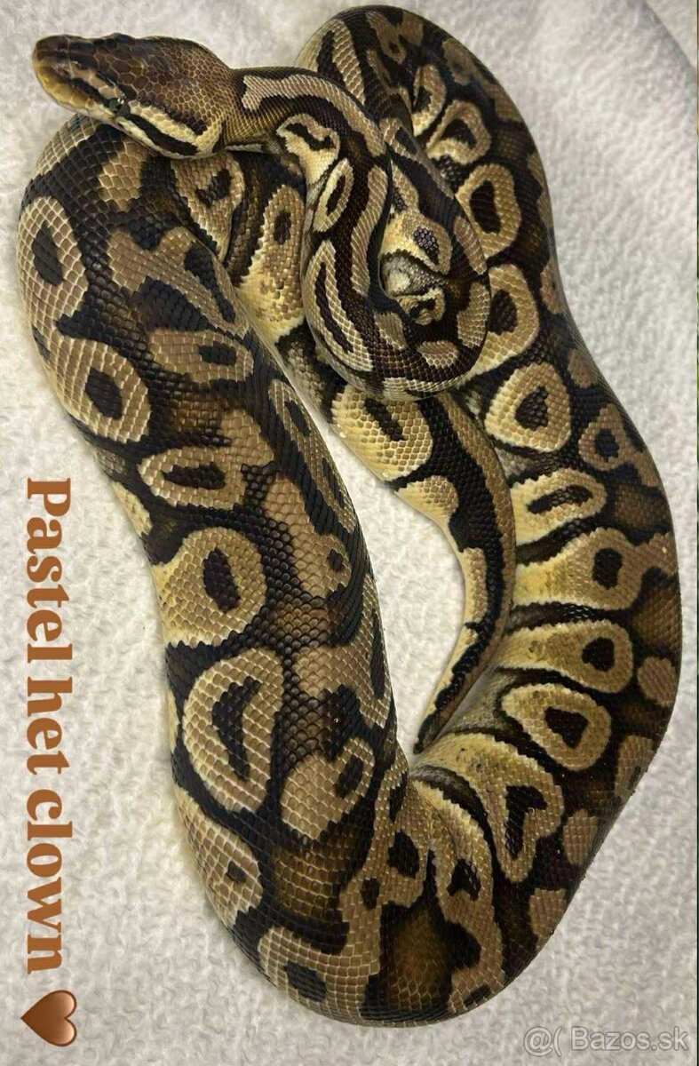 Python Regius/ Pytón Kráľovsky