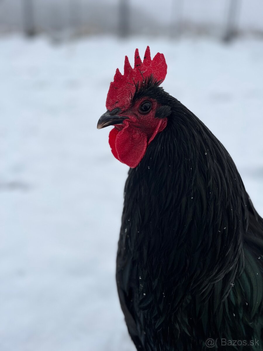 Krásny kohút Australorpky čiernej ❤️