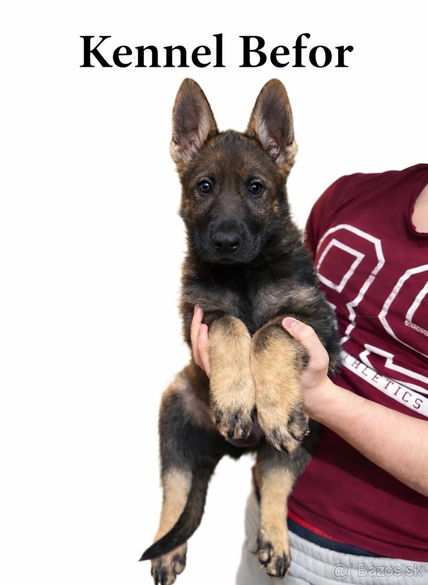 Nemecký ovčiak s PP