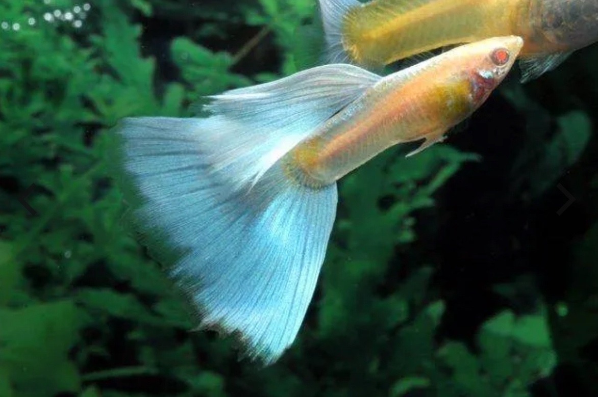 Gubky