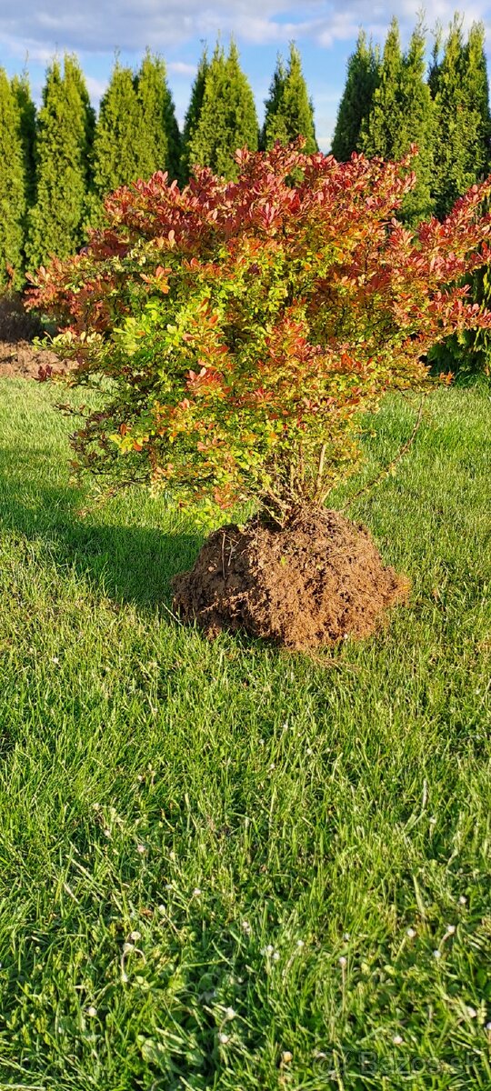 Dráč obyčajný