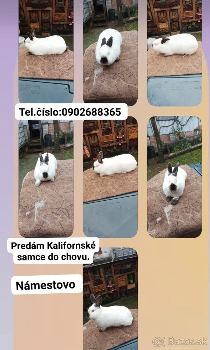 Králiky
