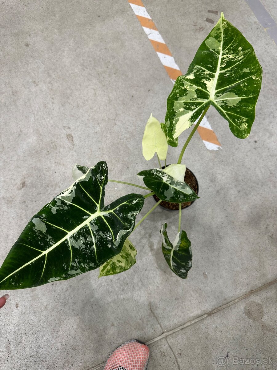 Alocasia Frydek Veriegata