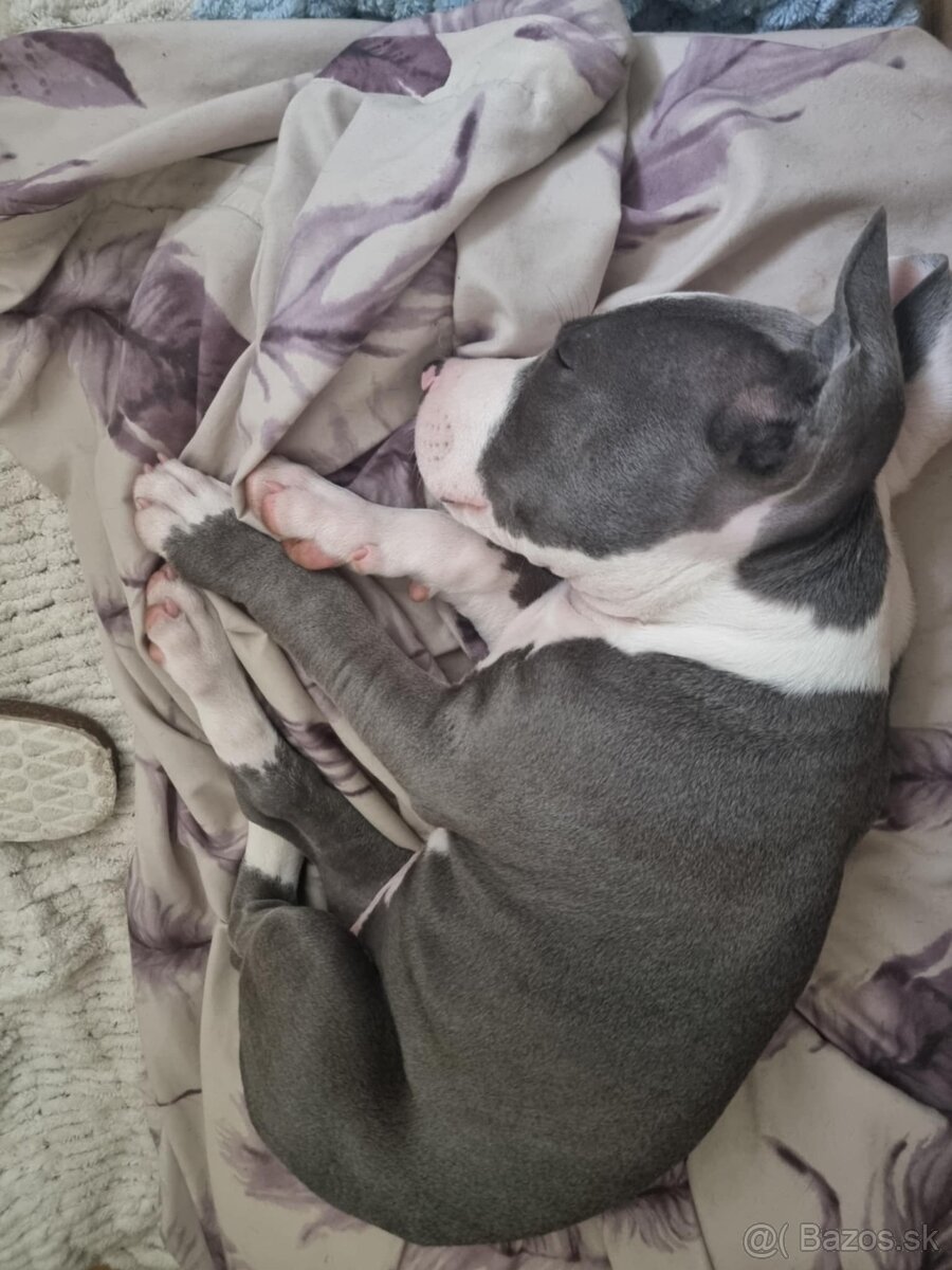 Amstaff , Ameriscky staford