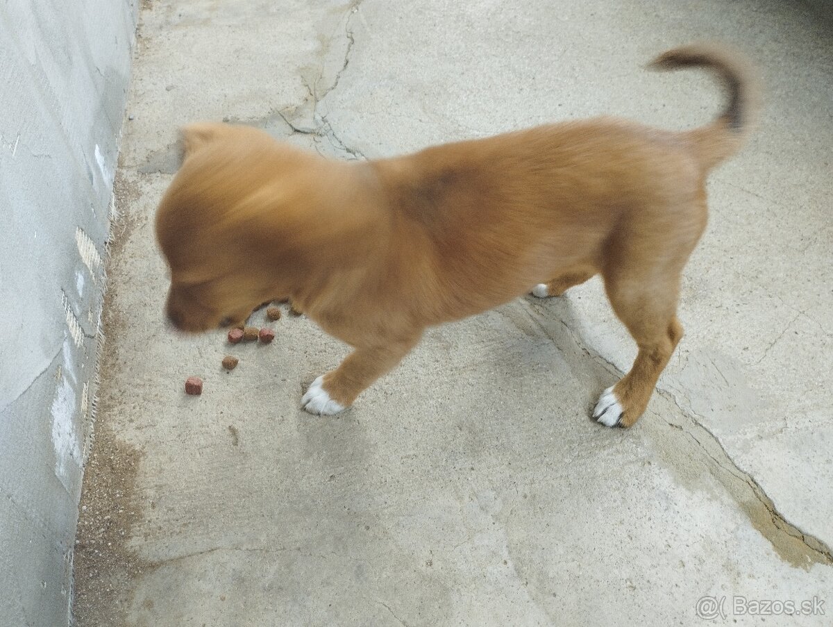 Psik