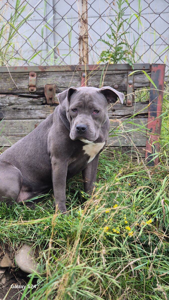 American bully