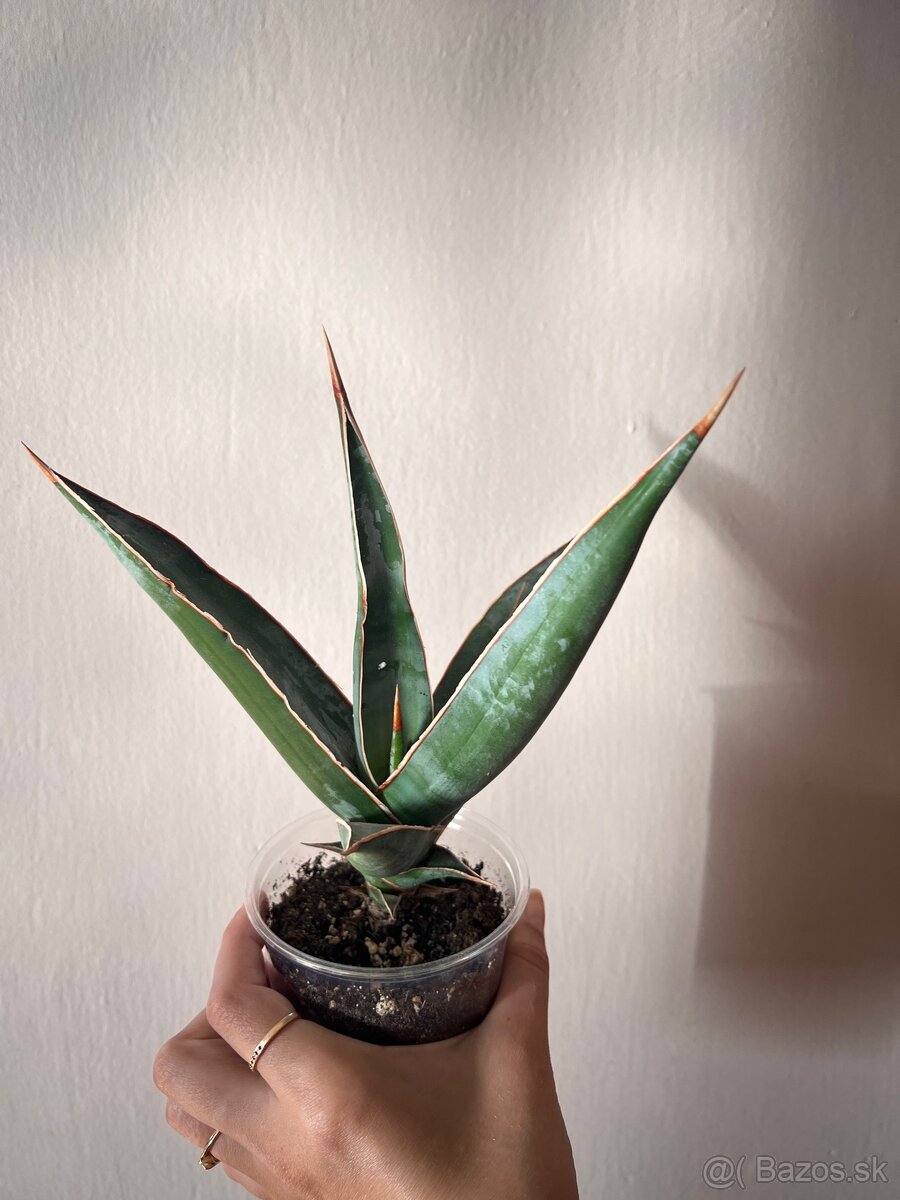 Sansevieria Svokrin jazyk Pinguicula disticha