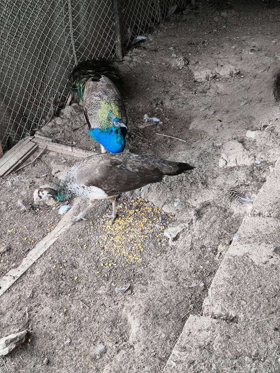 Pávy