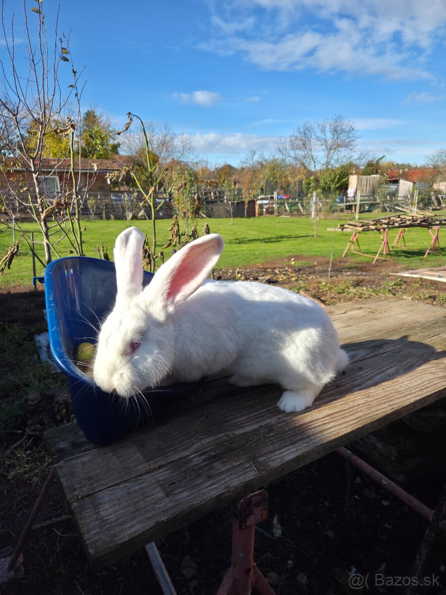 Samcov kralikov nar april 2025