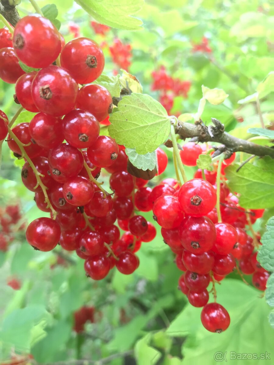 Predám RÍBEZLE ČERVENÉ