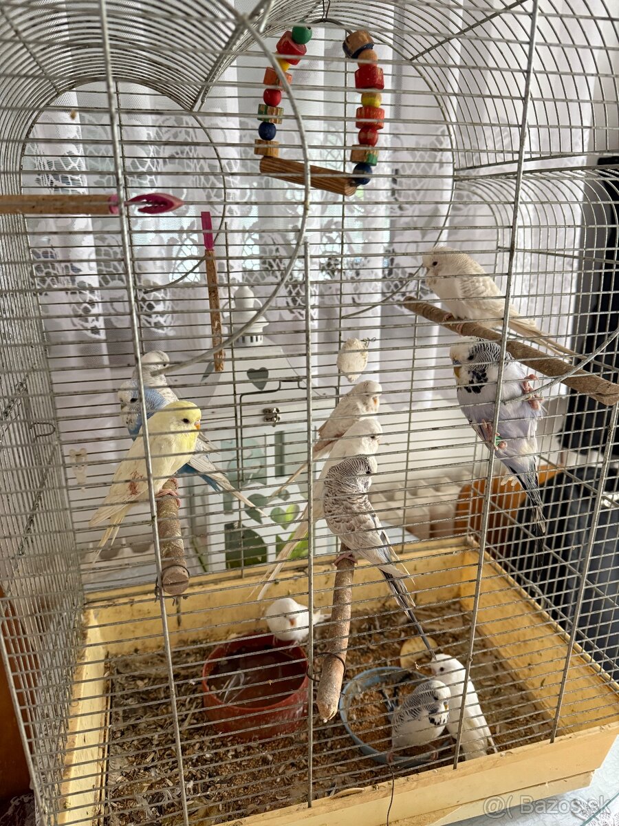 Andulky polovýstavné