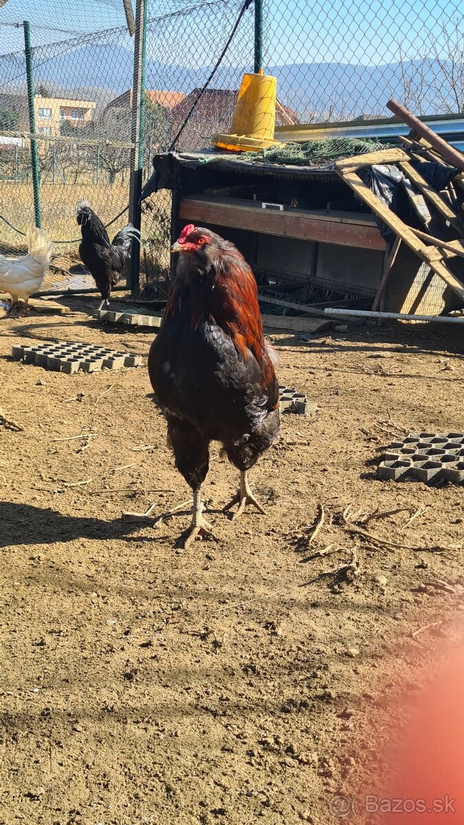 Araucana