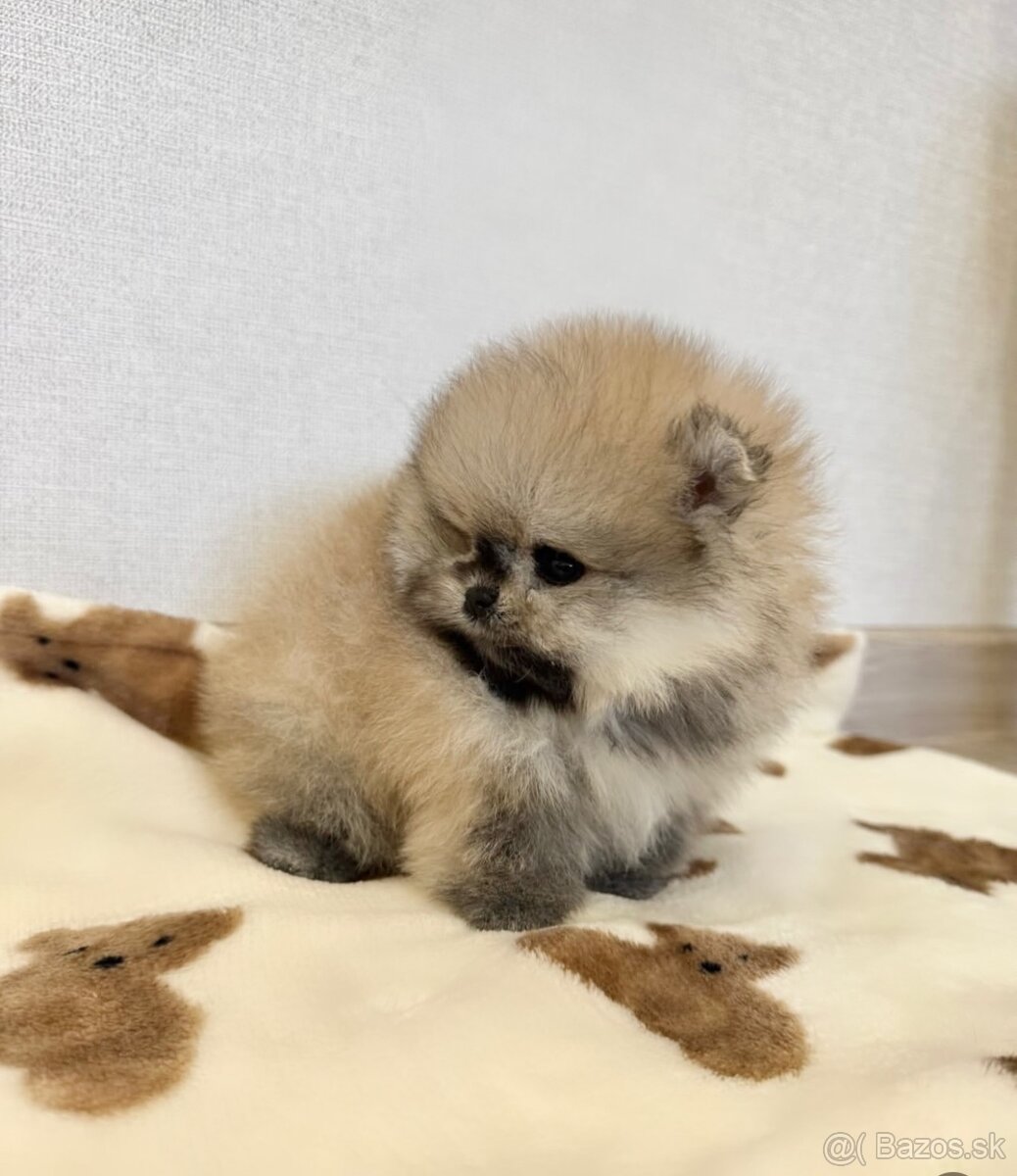 Pomeranian chlapček
