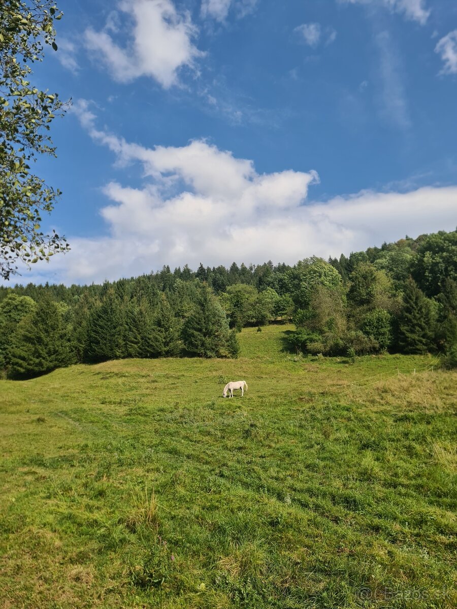 Kúpim koňa