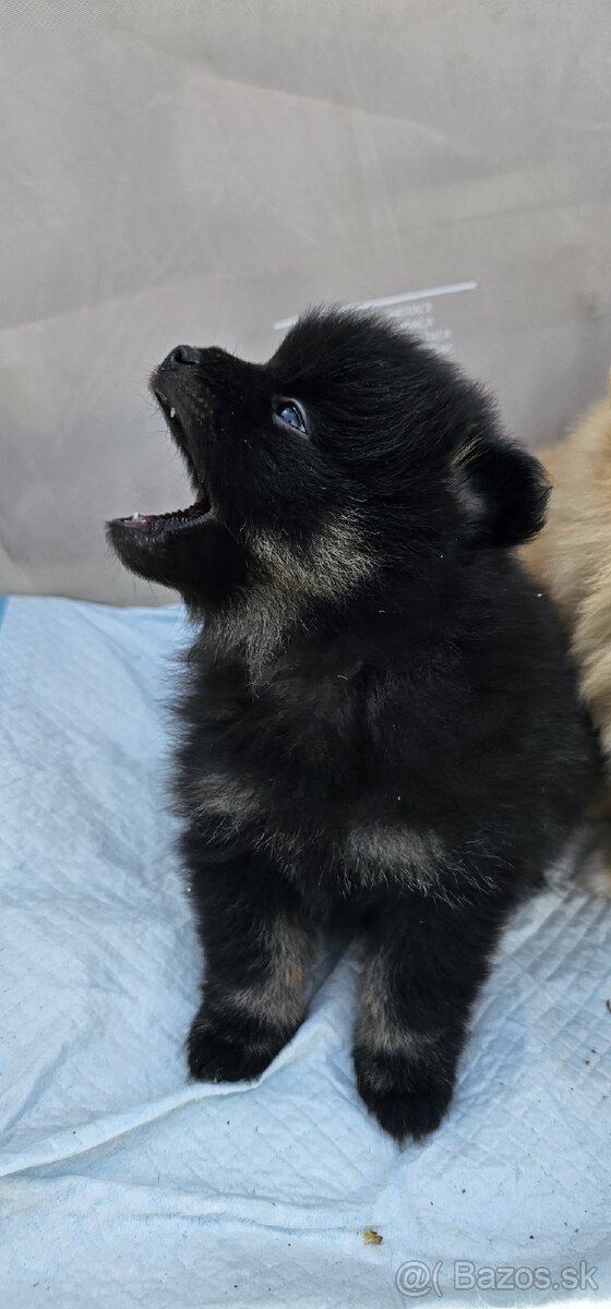 Pomerian Špic