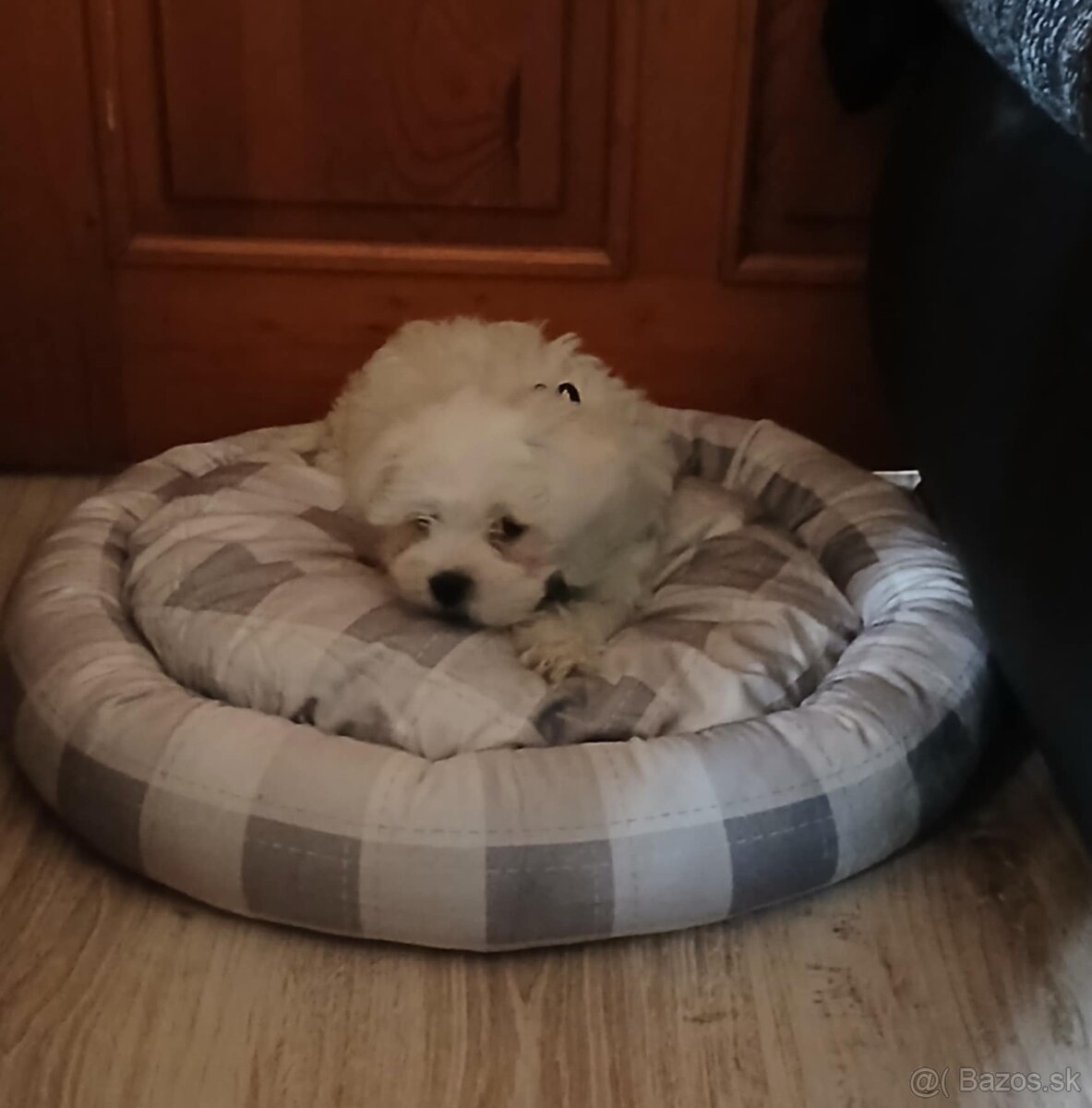 Maltezák mini