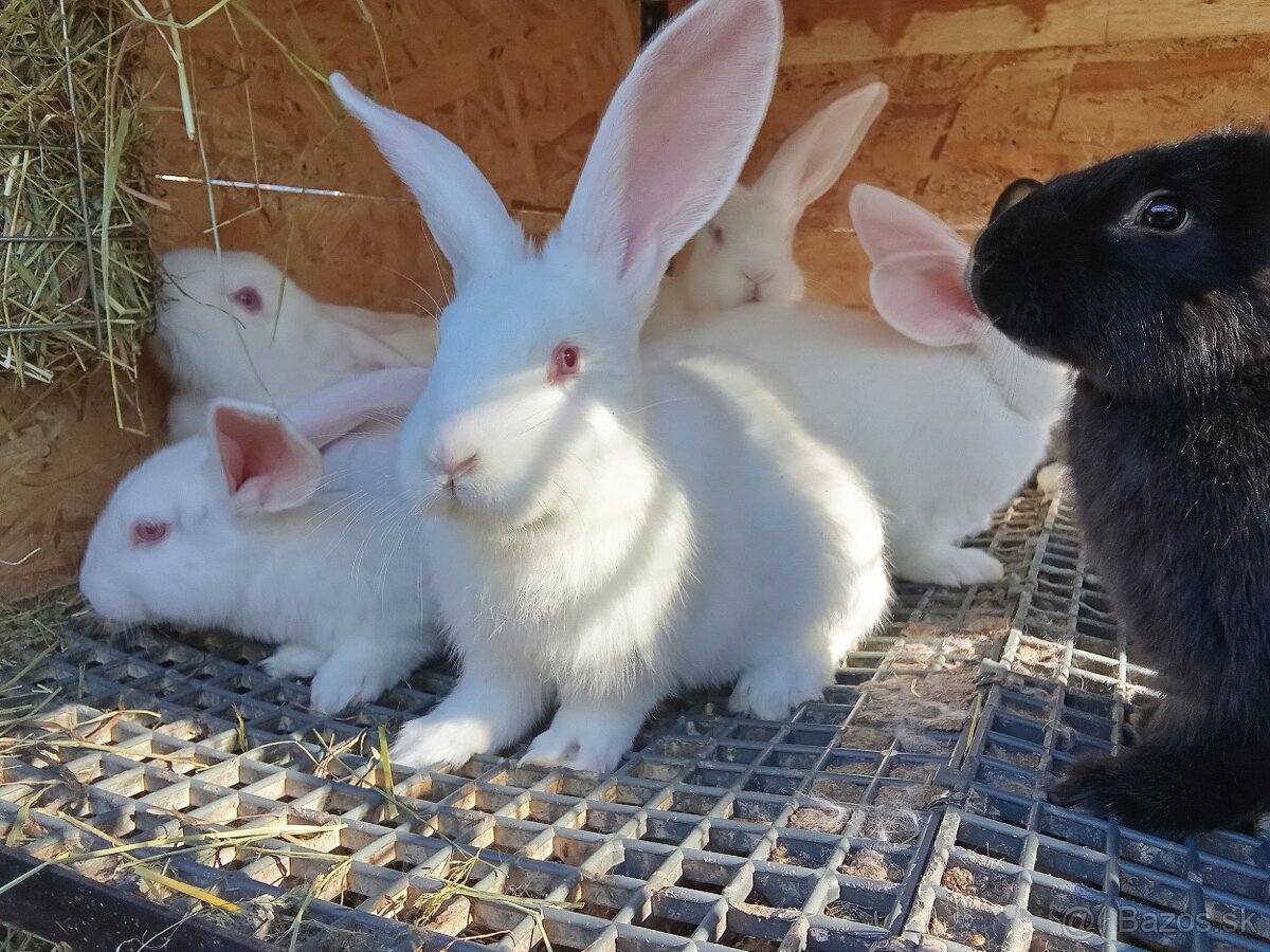 Mix Panónsky a Šarišský obor