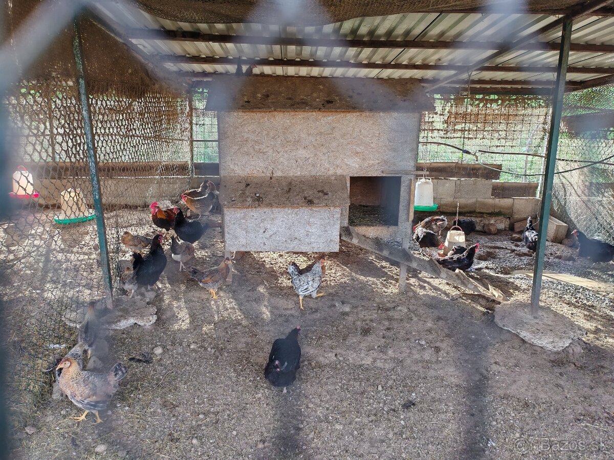 Predám mladky a sliepky maransky medenokrkej