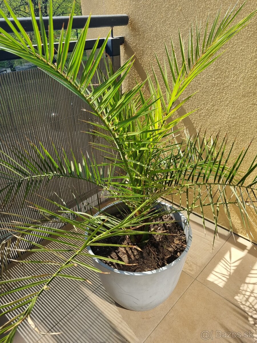 Exterierová palma v kvetináči