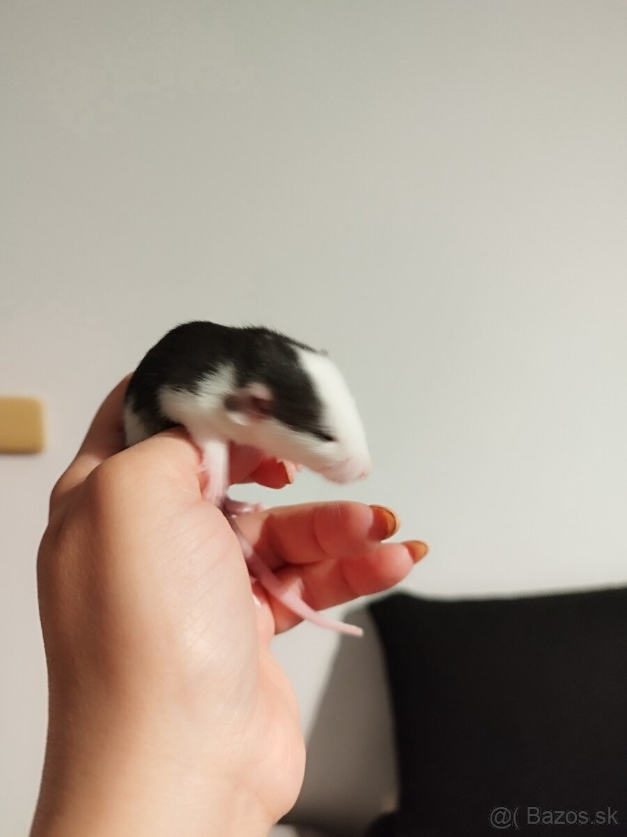 Potkaniky