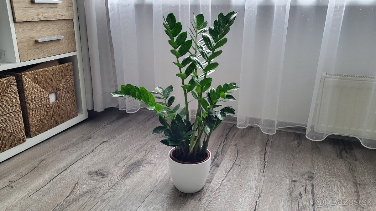 Zamiokulkas (Zamioculcas zamiifolia)