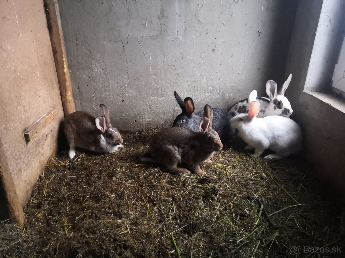 krizence nos,cincila,burgundsky