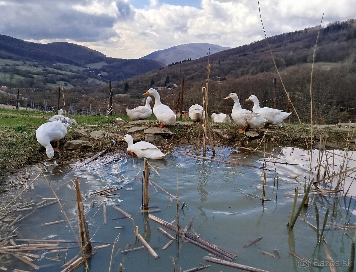 Pekingské kačice, káčeri, 1 moriak a 1 morka
