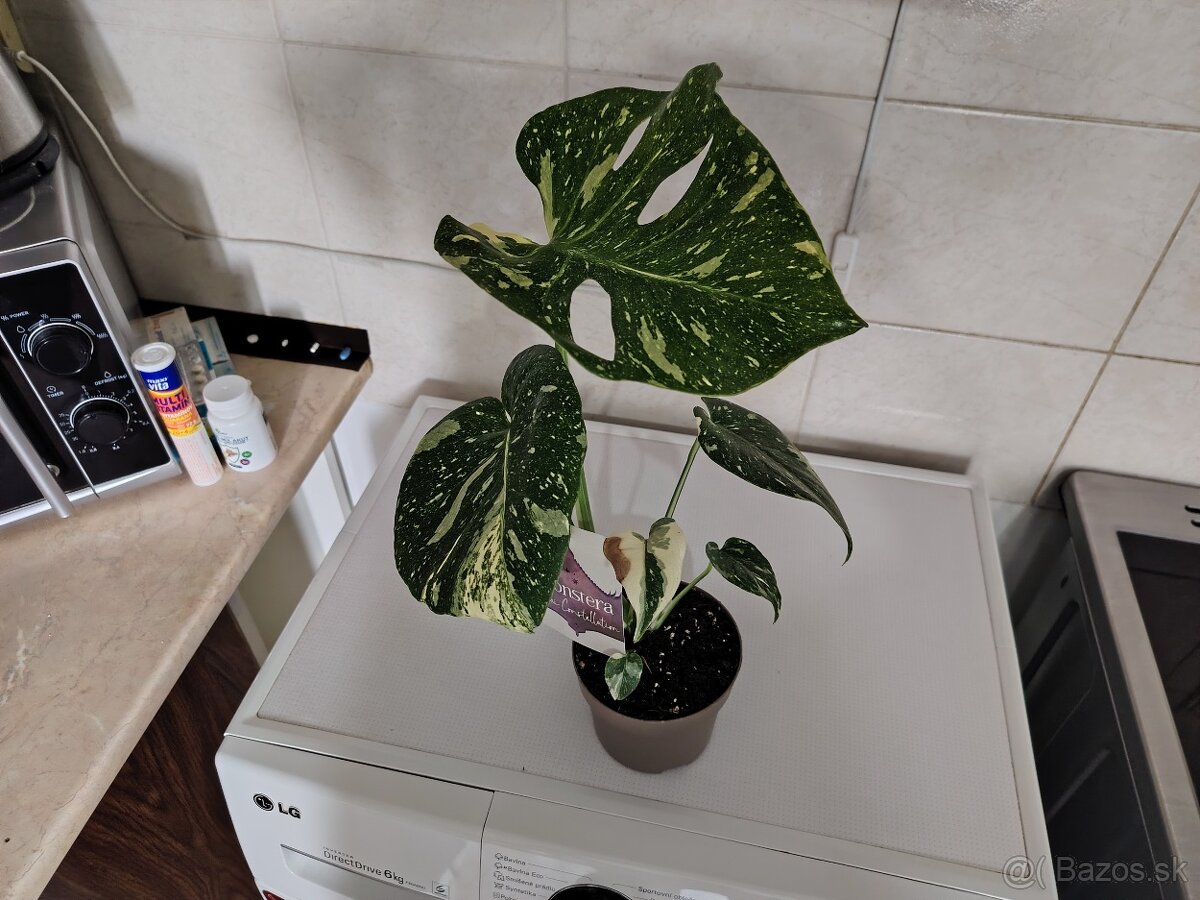Monstera THAI