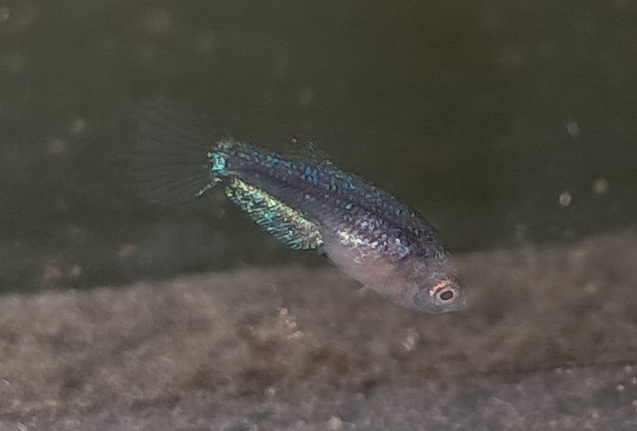Betta Mláďatá