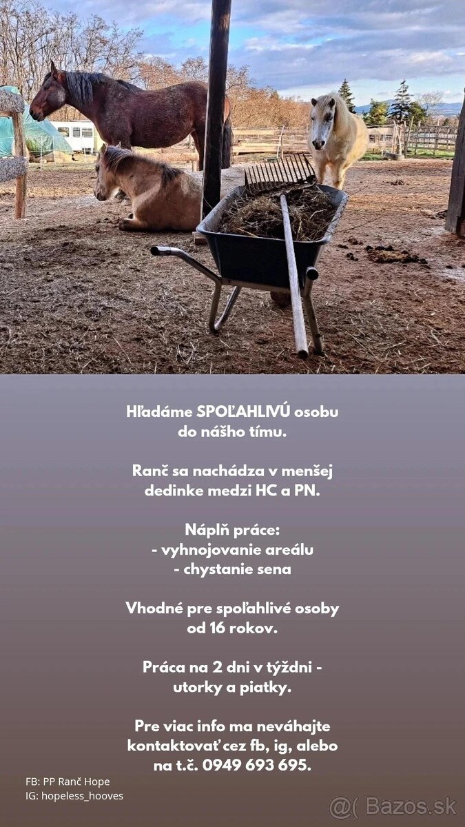 Starostlivosť o kone / stajník