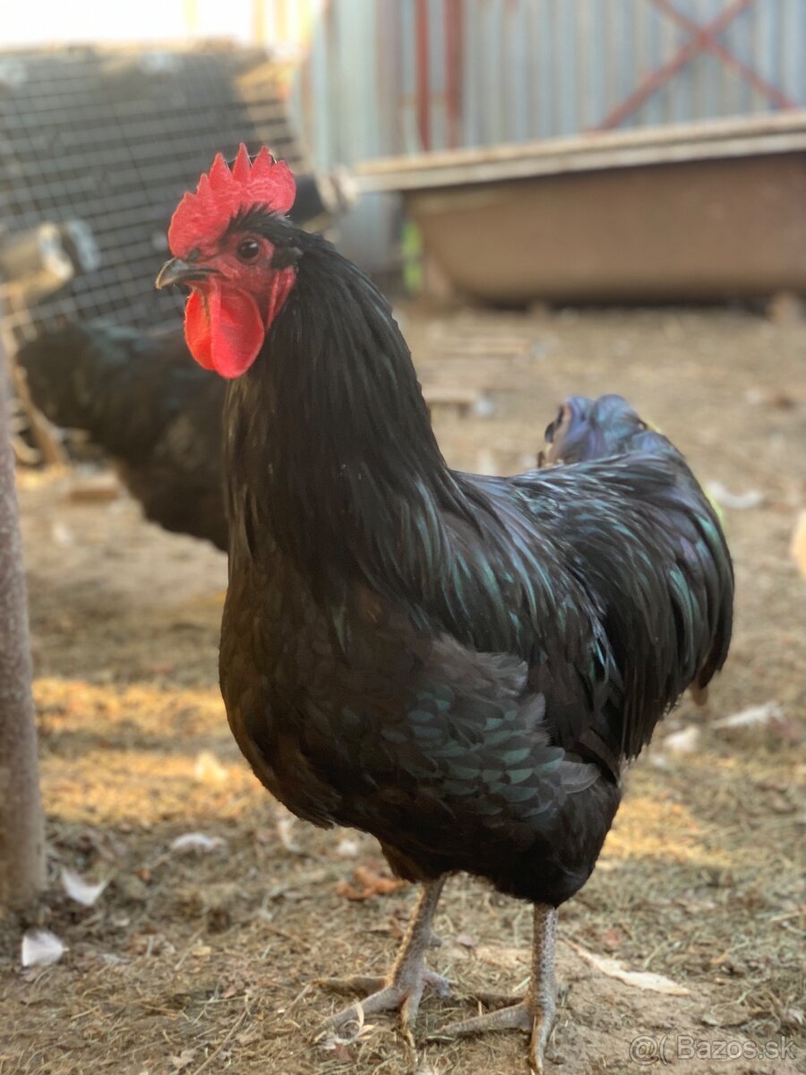 Australorp Kohút