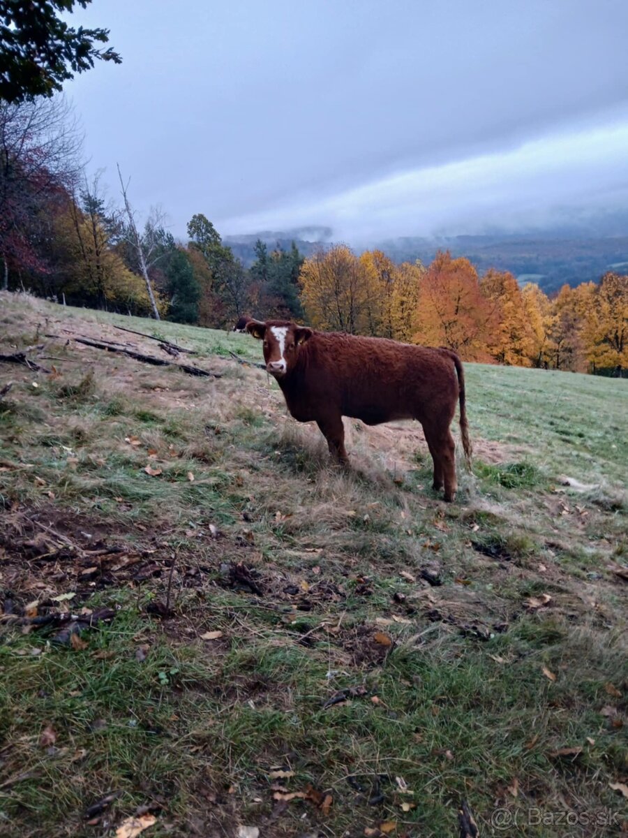 Jalovica Slovenská strakatá/Limousine