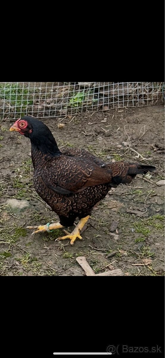 Zdr. Indická bojovníčka bažantia hnedá