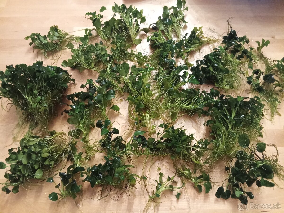 Anubias Nana