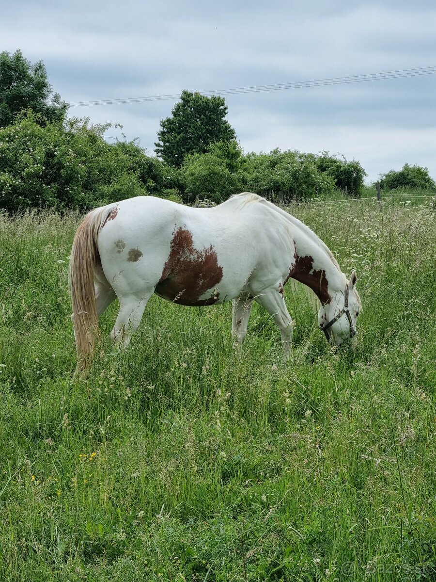 Ustajnenie
