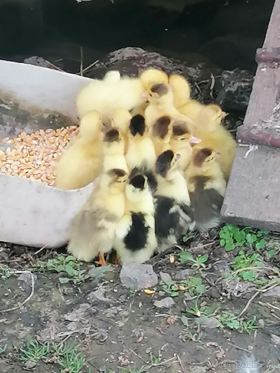 Kačica cinska"pizmova"-káčatka