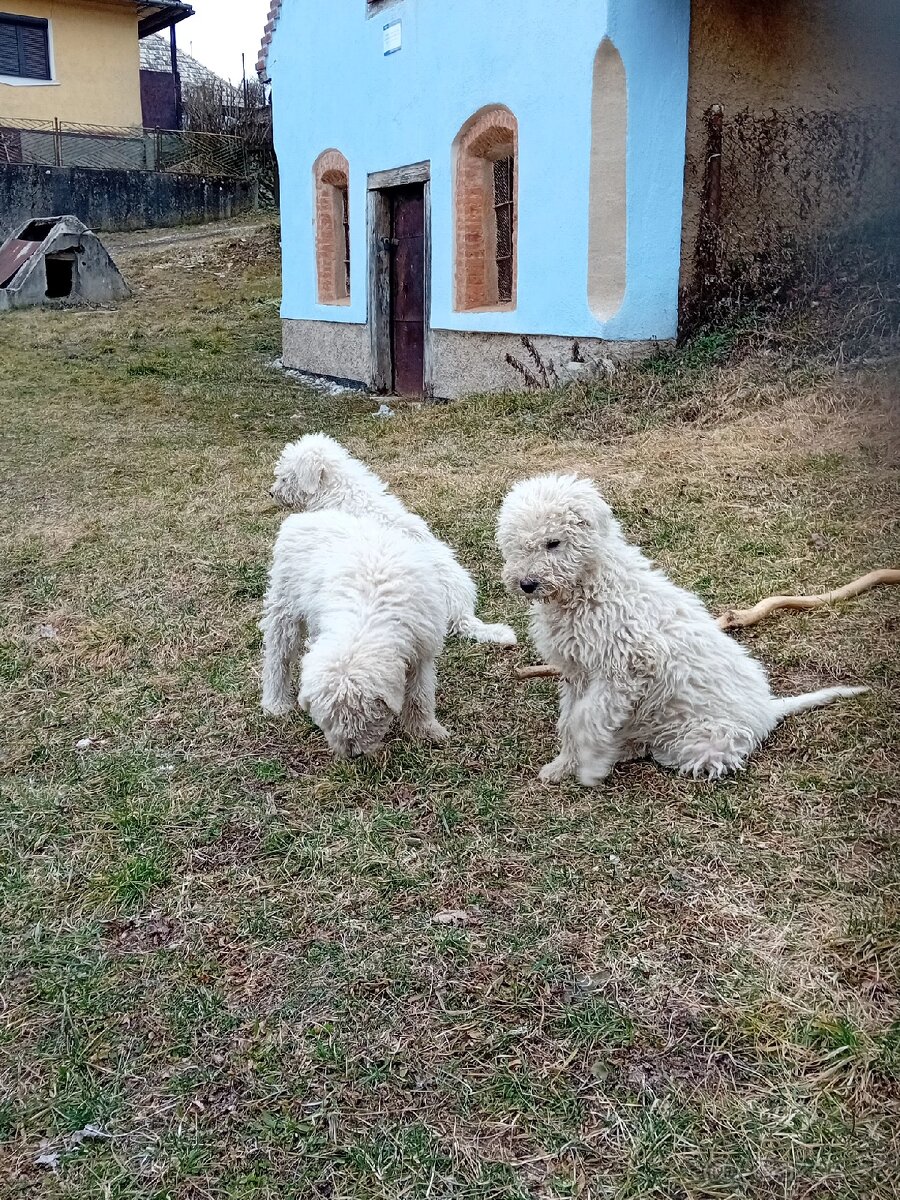 ŠTENIATKA KOMONDOR