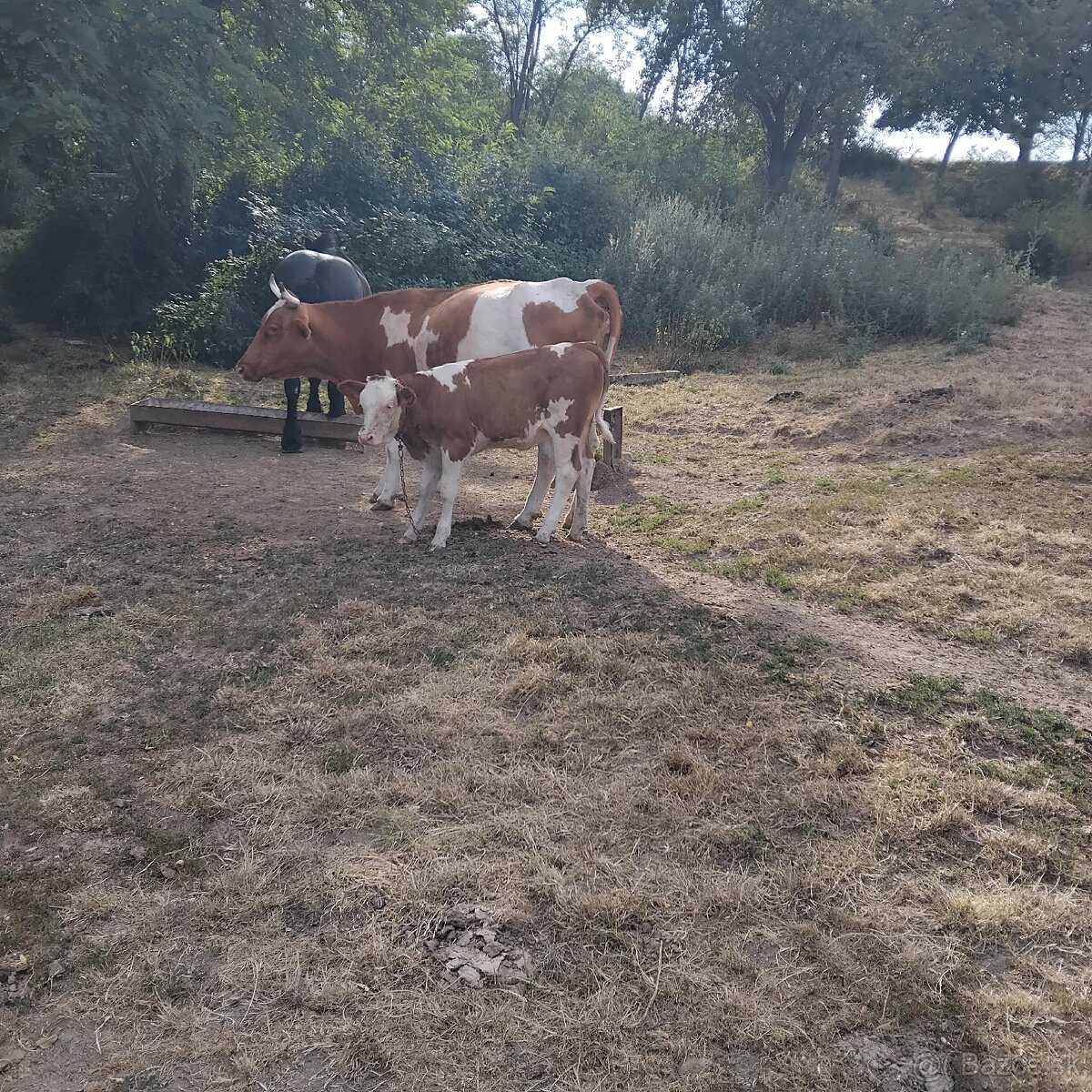 Predám jalovičku.