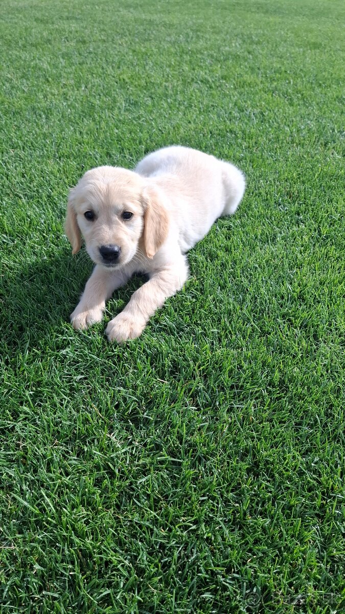 Zlaty retriever golden retriever posledny psik