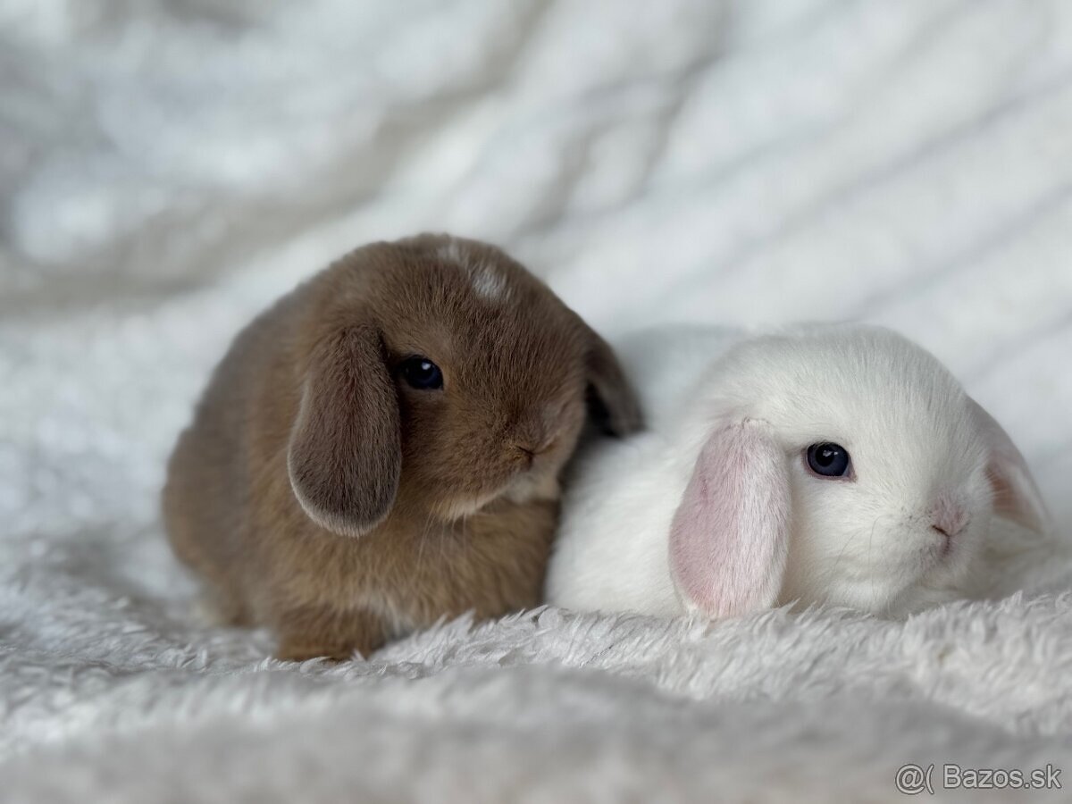 🐰MINILOP ZAKRSLÝ KRÁLIK🩷.