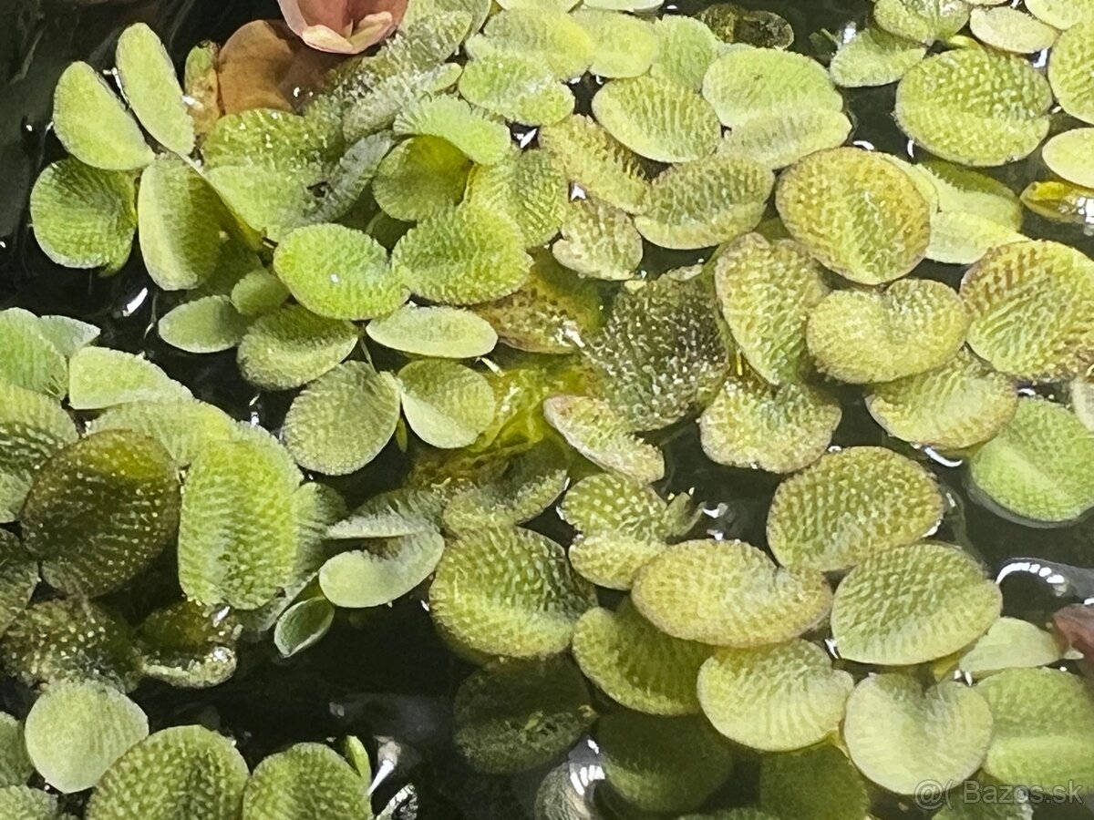 Salvinia natans