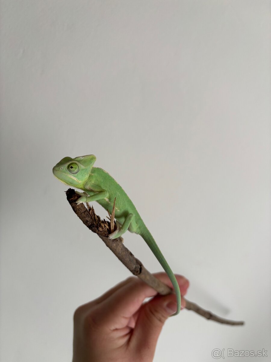 Chameleon jemensky