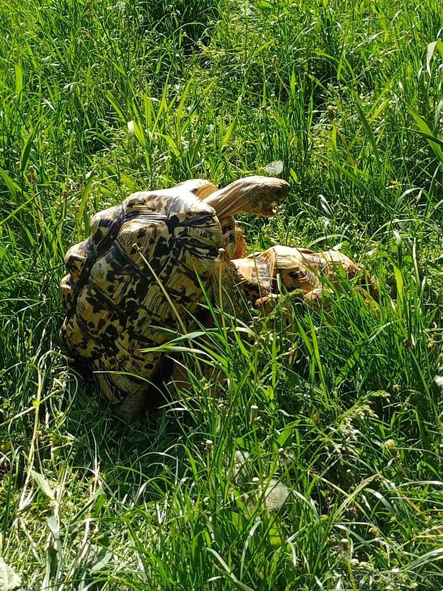 Korytnačka suchozemská - LEOPARDIA