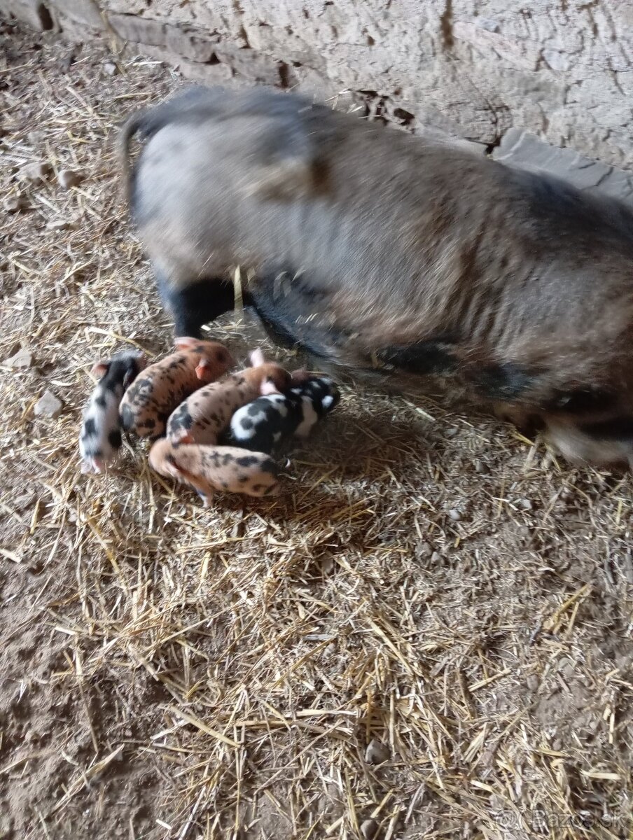 Ponúkam na predaj