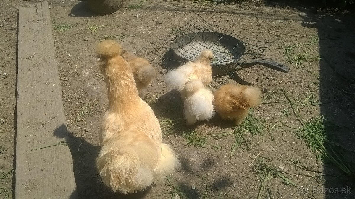 Súrne predám hodvábničky - kuriatka + kohút