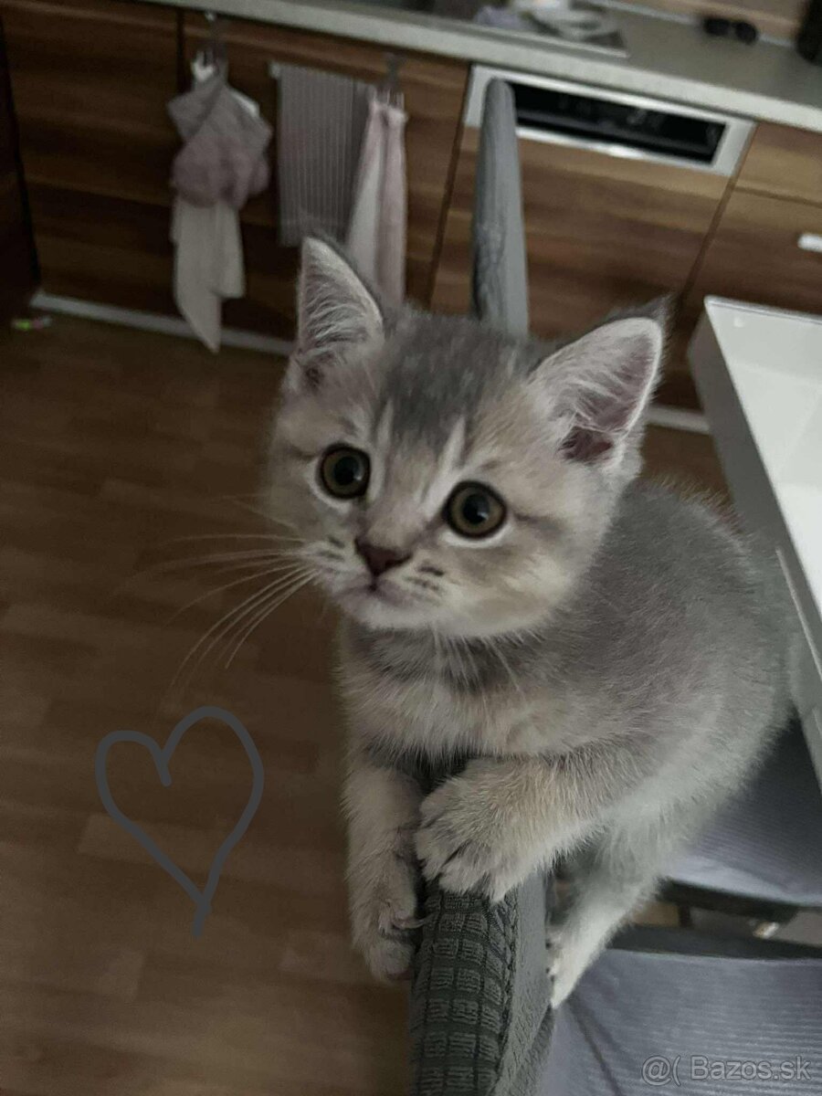Škótska mačka