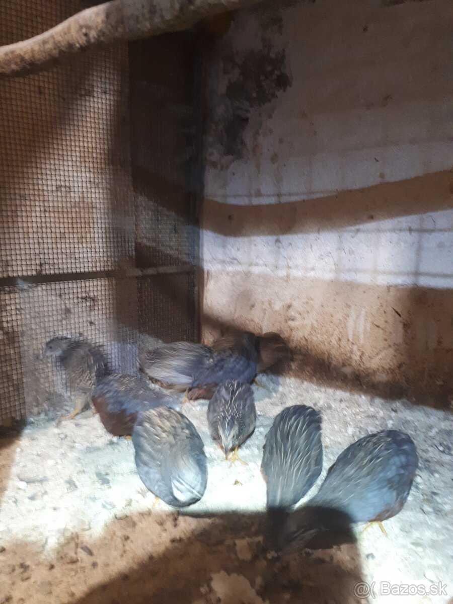 Prepelica cinska