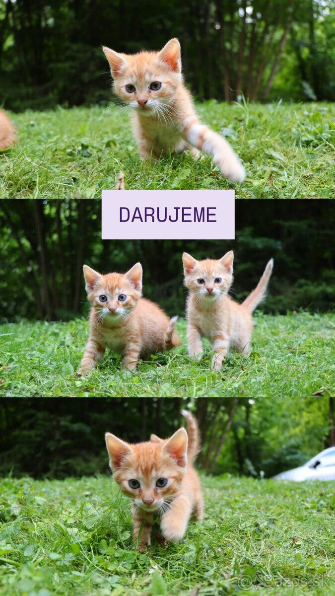DARUJEME KOCÚRIKY s možnosťou dovozu